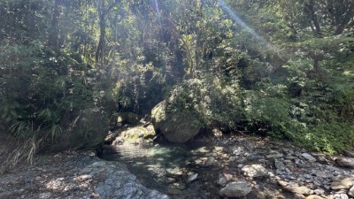 野放現地照片，為中海拔原始森林。