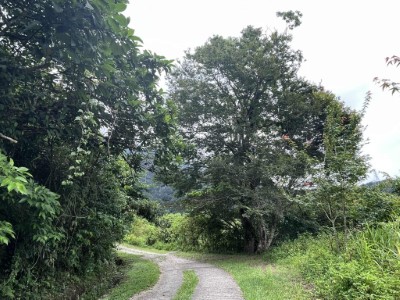 佐倉步道沿線綠蔭蓊鬱