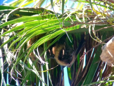 一對臺灣狐蝠母子白天倒掛在可可椰子子葉片上(范力仁提供)