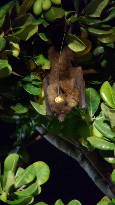 在大葉山欖上進食中的狐蝠(范力仁提供)