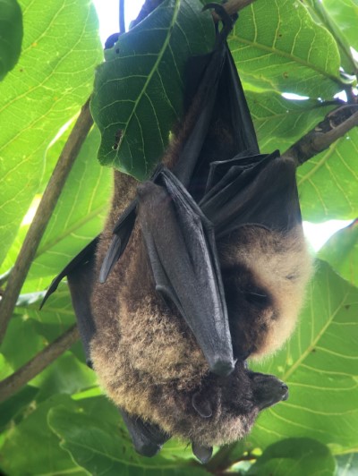 臺灣狐蝠(朱何宗攝)