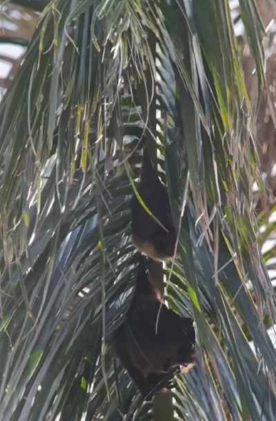 臺灣狐蝠(鍾秀綢攝)