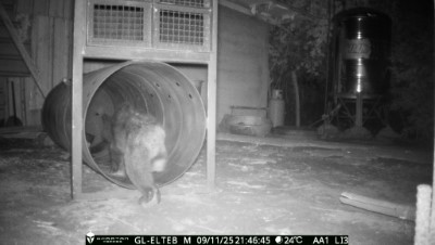 黑熊進入誘捕籠