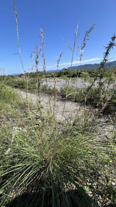 正在結實扭鞘香茅