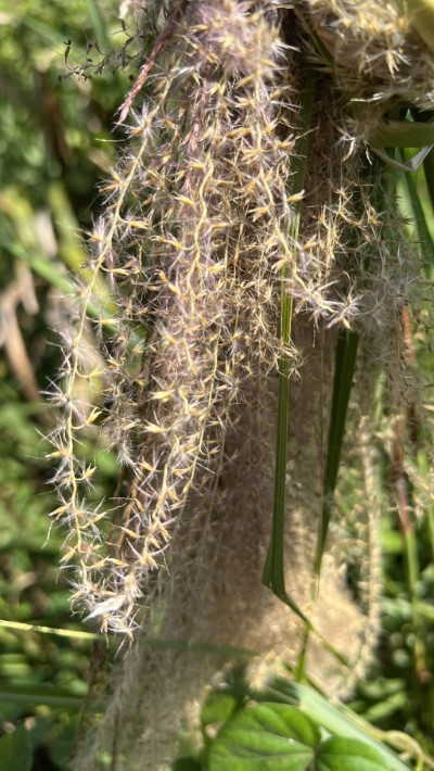 開花中的五節芒