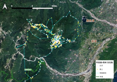 阿里曼西肯去年9月起開始接近人類活動區域，10月26日一度接近池南森林遊樂區及鯉魚潭與文蘭部落。