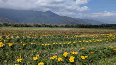 大農大富平地森林園區