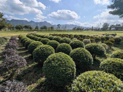 大農大富平地森林園區