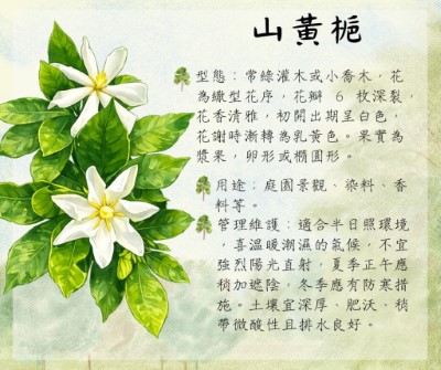 山黃梔