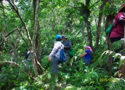 本處派員檢覆木瓜山事業區第98林班人工林清查